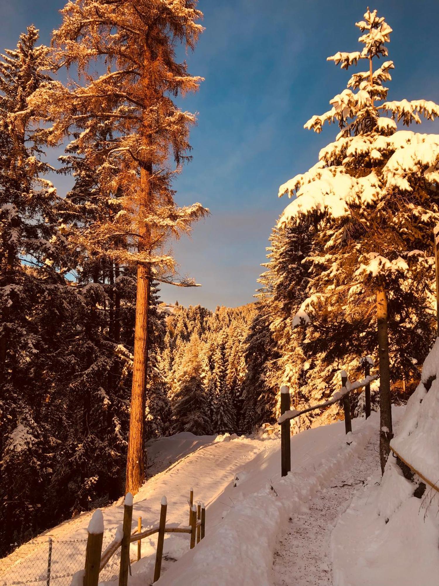Chalet Tschattlhof Dolomites Cavalese Kültér fotó